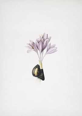 Autumn Crocus 2