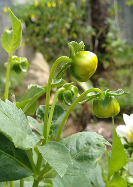 Beautiful Flower Buds