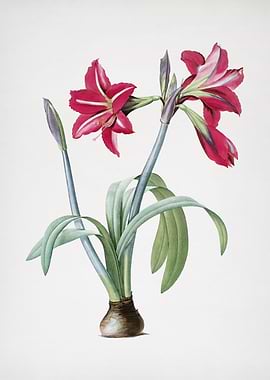 Brazilian Amaryllis
