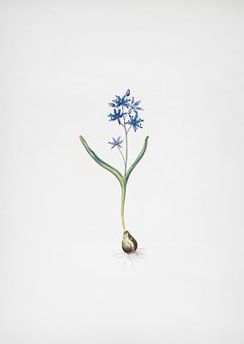Alpine Squill