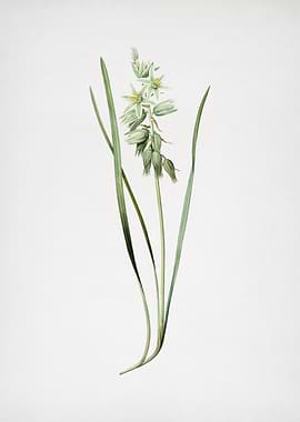 Drooping Star of Bethlehem