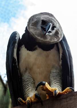 Harpy Eagle Talons
