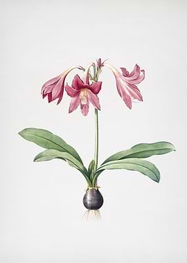 Netted Veined Amaryllis