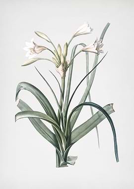 Malgas Lily