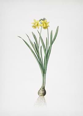 Lesser Wild Daffodil