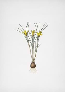 Cloth of Gold Crocus