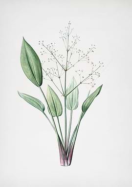 European Water Plantain