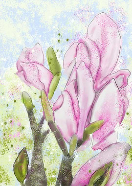 Pink Magnolia Flowers