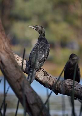 Perched Cormorant