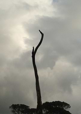 2 The prayer: If I could