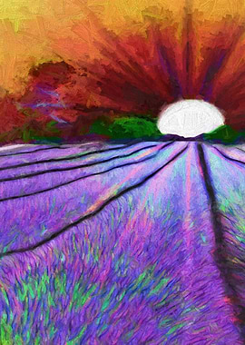 Lavender Field