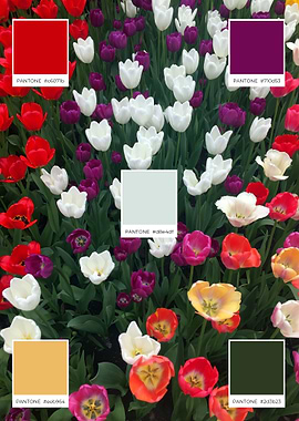 Pantone Tulips