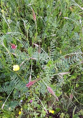 Depth of the flower field