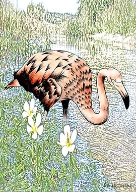 Flamingo