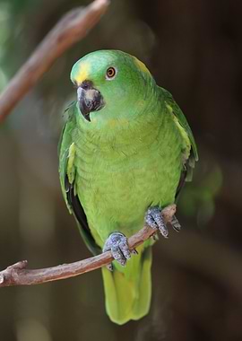 Amazon Parrot