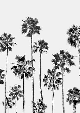 Black And White Palms 3