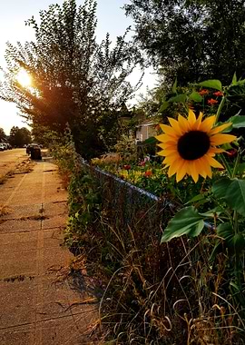 Sunflower at Sunset