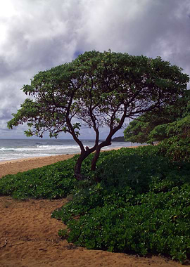 Kapaa Beach