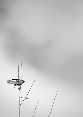 Fantail in the Willow Tops