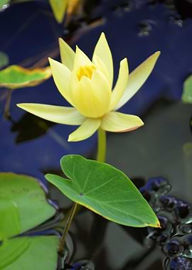 Water Lily