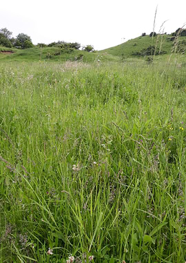 Field before the rain