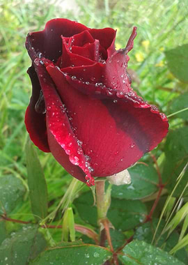 Red rosebud