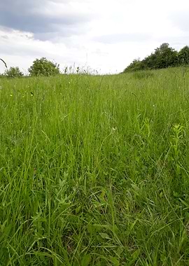 Field before the rain