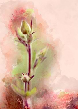 Buds in green and pink