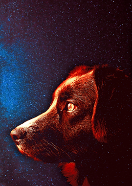 Dog in Space