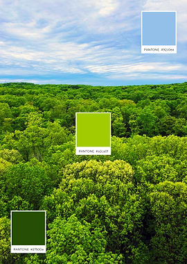 Rain Forest Cleveland