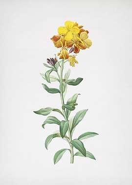 Yellow Wallflower Bloom