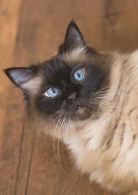 Ragdoll Cat