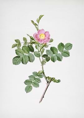 Pink Sweetbriar Rose