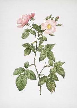 Red Bramble Leaved Rose