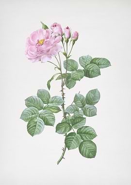 Blooming Damask Rose