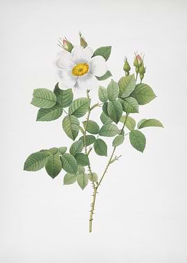 Twin Flowered White Rose