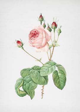 Blooming Cabbage Rose