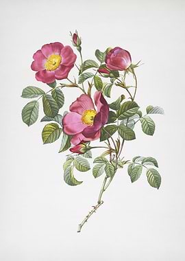 Rose of Love in Bloom