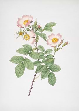 Short Styled Field Rose