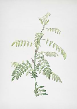 Flowering Indigo Plant