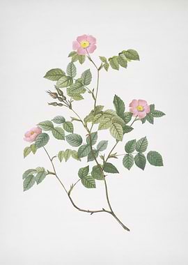 Blooming Sweetbriar Rose