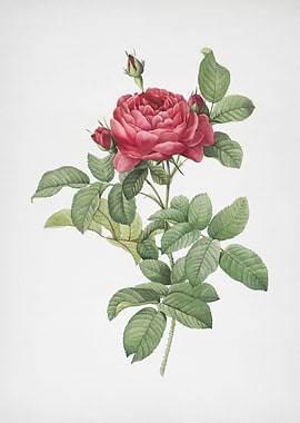 Red Gallic Rose Flower