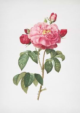 Duchess of Orleans Rose