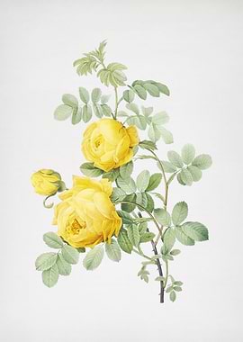 Vintage Sulphur Rose