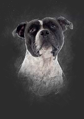 Staffordshire Bull Terrier