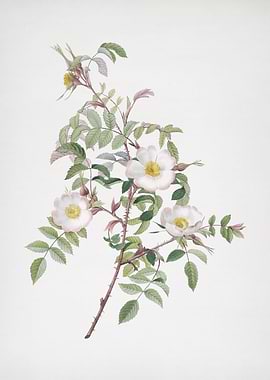 Blooming Reddish Rosebush