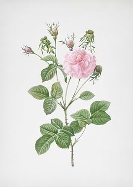 Blooming Pink Agatha Rose