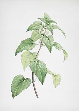 White Dead Nettle Plant