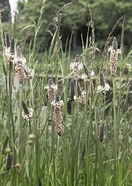 Narrowleaf plantain flower