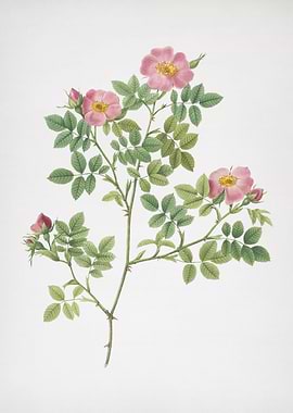 Blooming Rose Corymb